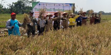 Panen padi perdana di Desa Tambaksari, Kecamatan Rowosari, Kabupaten Kendal, Senin, 6 April 2026. (Anik Kustiani/Lingkarjateng.id)
