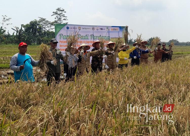 Genjot Hasil Panen, Wabup Kendal Dorong Unimus Perluas Program Pendampingan Petani 25 Panen padi perdana di Desa Tambaksari, Kecamatan Rowosari, Kabupaten Kendal, Senin, 6 April 2026. (Anik Kustiani/Lingkarjateng.id)