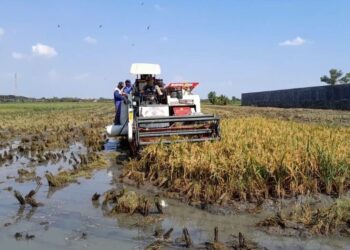 Ilustrasi: Panen raya musim tanam I di Demak tahun 2026. (M Burhanuddin Aslam/Lingkarjateng.id)