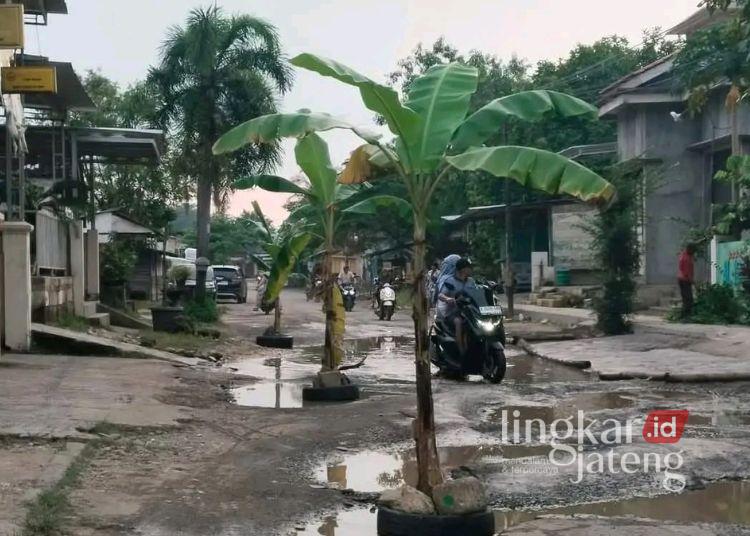 Soal Perbaikan Jalan Rusak Tunggu Asistensi KPK, Ini Tanggapan DPRD Pati 25 Kondisi jalan rusak sebelah barat RSUD Kayen Pati yang ditanami pohon pisang oleh warga setempat lantaran tak kunjung diperbaiki, Senin, 30 Maret 2026. (Lingkarjateng.id)