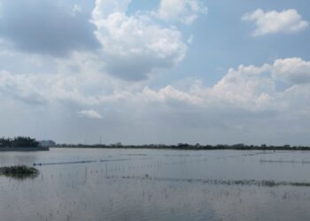 Tanaman padi di areal sawah di Kecamatan Guntur, Kabupaten Demak, tergenang banjir. (Antara/Lingkarjateng.id)