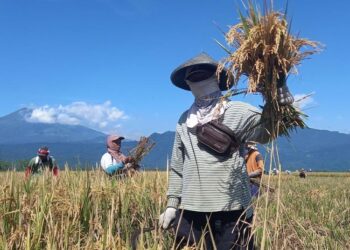 Soal BBM, Petani Kabupaten Semarang: Sektor Ketahanan Pangan Sejak Dulu Sudah Susah