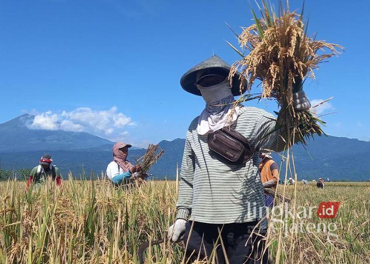 Soal BBM, Petani Kabupaten Semarang: Sektor Ketahanan Pangan Sejak Dulu Sudah Susah 25 Ilustrasi: Petani tanggai isu krisis energi. (Hesty Imaniar/Lingkarjateng.id)
