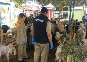 Dispertanikap Sidak Lapak Penjual Hewan Kurban Jelang Idul Adha, Ini Hasilnya 25 Dispertanikap saat melakukan inspeksi dan pengecekan lapak-lapak pedagang hewan kurban yang ada di wilayah Sidomulyo, Ungaran Timur, Kabupaten Semarang. Foto: Hesty Imaniar/Lingkar