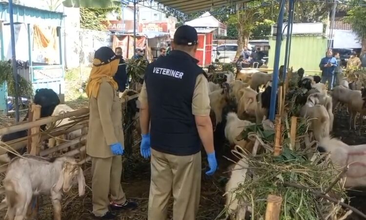 Dispertanikap saat melakukan inspeksi dan pengecekan lapak-lapak pedagang hewan kurban yang ada di wilayah Sidomulyo, Ungaran Timur, Kabupaten Semarang. Foto: Hesty Imaniar/Lingkar