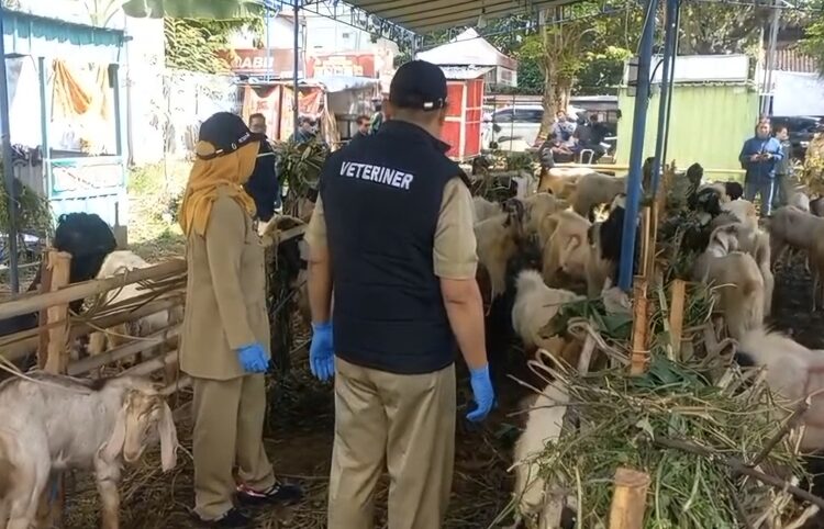 Dispertanikap saat melakukan inspeksi dan pengecekan lapak-lapak pedagang hewan kurban yang ada di wilayah Sidomulyo, Ungaran Timur, Kabupaten Semarang. Foto: Hesty Imaniar/Lingkar