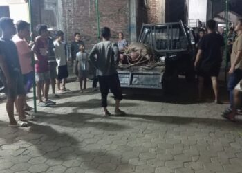 Kerbau Kurban Lepas di Kudus, Seruduk 2 Pemotor