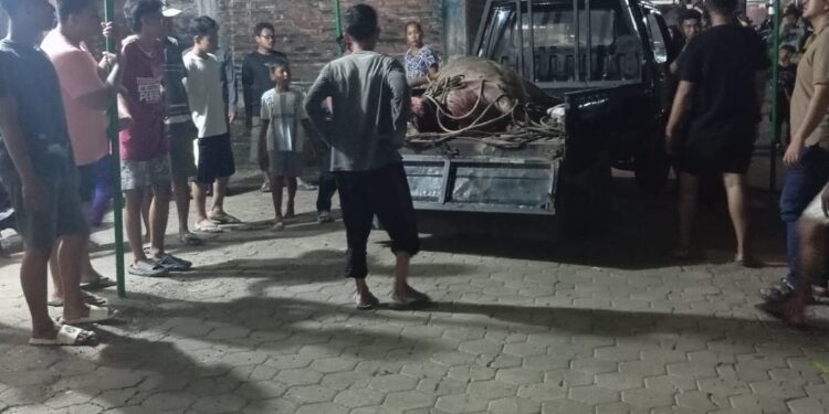 Petugas dan masyarakat mengamankan kerbau kurban yang lepas di wilayah Kecamatan Jati, Kabupaten Kudus pada Rabu, 27 Mei 2026 malam. (Nisa Hafizhotus Syarifa/Lingkarjateng.id)
