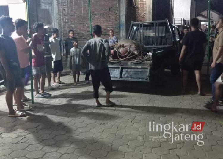 Kerbau Kurban Lepas di Kudus, Seruduk 2 Pemotor 25 Petugas dan masyarakat mengamankan kerbau kurban yang lepas di wilayah Kecamatan Jati, Kabupaten Kudus pada Rabu, 27 Mei 2026 malam. (Nisa Hafizhotus Syarifa/Lingkarjateng.id)