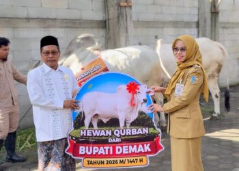 Bupati Demak Eisti’anah saat menyerahkan sapi kurban kepada pihak takmir Masjid Agung Demak, Senin, 25 Mei 2026. (M. Burhanuddin Aslam/Lingkarjateng.id)