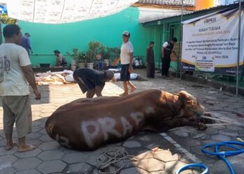 Masjid Agung Demak Sembelih 25 Hewan Kurban di Idul Adha 2026