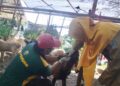 Jelang Idul Adha, Pemkab Batang Temukan 3 Sapi Terindikasi Terpapar PMK 26 Petugas Disperta Batang memeriksa kesehatan hewan kurban di Jalan KH Achmad Dahlan, Kabupaten Batang, Senin, 25 Mei 2026. (Humas Pemkab Batang/Lingkarjateng.id)