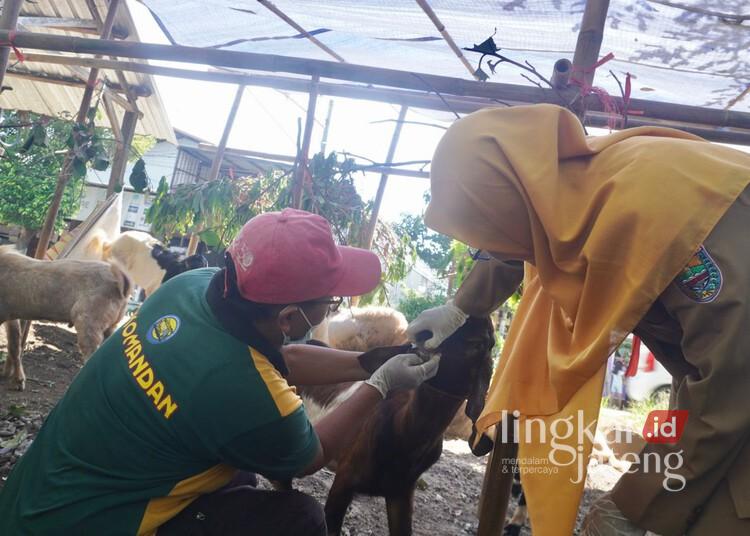 Jelang Idul Adha, Pemkab Batang Temukan 3 Sapi Terindikasi Terpapar PMK 25 Petugas Disperta Batang memeriksa kesehatan hewan kurban di Jalan KH Achmad Dahlan, Kabupaten Batang, Senin, 25 Mei 2026. (Humas Pemkab Batang/Lingkarjateng.id)