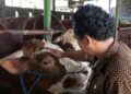 Berbobot Nyaris 1 Ton, Sapi Abimanyu di Batang Dipilih Presiden Prabowo untuk Hewan Kurban 26 Sapi Abimanyu Desa Karanganyar, Kecamatan Reban Batang, dipilih Presiden RI Prabowo Subianto untuk dijadikan hewan kurban, Selasa (12/5/2026). Foto : Dok.Diskominfo Batang/Lingkar