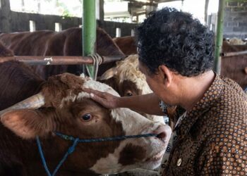 Berbobot Nyaris 1 Ton, Sapi Abimanyu di Batang Dipilih Presiden Prabowo untuk Hewan Kurban 25 Sapi Abimanyu Desa Karanganyar, Kecamatan Reban Batang, dipilih Presiden RI Prabowo Subianto untuk dijadikan hewan kurban, Selasa (12/5/2026). Foto : Dok.Diskominfo Batang/Lingkar