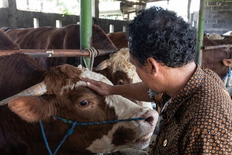 Sapi Abimanyu Desa Karanganyar, Kecamatan Reban Batang, dipilih Presiden RI Prabowo Subianto untuk dijadikan hewan kurban, Selasa (12/5/2026). Foto : Dok.Diskominfo Batang/Lingkar