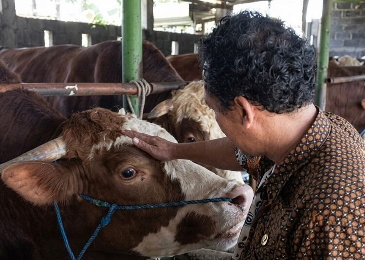 Sapi Abimanyu Desa Karanganyar, Kecamatan Reban Batang, dipilih Presiden RI Prabowo Subianto untuk dijadikan hewan kurban, Selasa (12/5/2026). Foto : Dok.Diskominfo Batang/Lingkar
