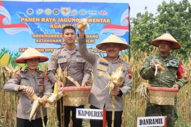 Kapolres Demak AKBP Arrizal Samelino saat melakukan panen raya jagung di Desa Tlogorejo, Kecamatan Karangawen, Kabupaten Demak. Foto : Dok.Polres Demak/Lingkar