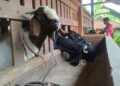Peternak di Blora Panen Cuan, Jelang Hari Raya Kurban Banyak Pesanan Luar Daerah 30 Peternak Kambing di Desa Geneng, Kecamatan Jepon, Blora panen cuan jelang Hari Raya Kurban. Foto: Eko Wicaksono/Lingkar
