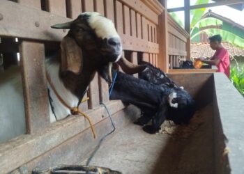 Peternak Kambing di Desa Geneng, Kecamatan Jepon, Blora panen cuan jelang Hari Raya Kurban. Foto: Eko Wicaksono/Lingkar