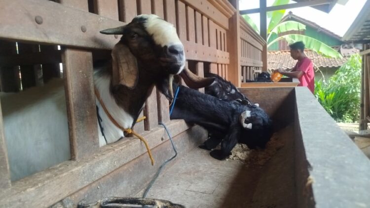 Peternak di Blora Panen Cuan, Jelang Hari Raya Kurban Banyak Pesanan Luar Daerah 25 Peternak Kambing di Desa Geneng, Kecamatan Jepon, Blora panen cuan jelang Hari Raya Kurban. Foto: Eko Wicaksono/Lingkar