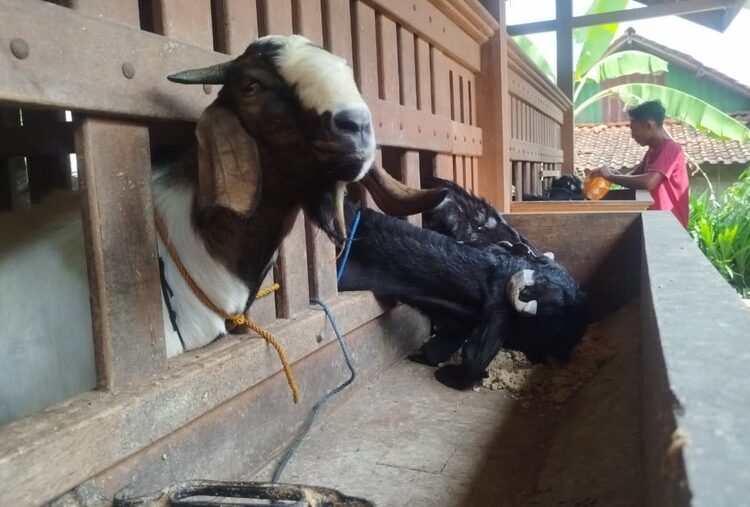 Peternak di Blora Panen Cuan, Jelang Hari Raya Kurban Banyak Pesanan Luar Daerah 25 Peternak Kambing di Desa Geneng, Kecamatan Jepon, Blora panen cuan jelang Hari Raya Kurban. Foto: Eko Wicaksono/Lingkar