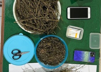 Satresnarkoba Polres Salatiga Bongkar Jaringan Tembakau Gorilla dan Ganja 25 BARANG BUKTI : Ganja kering yang disita dari terduga pengedar berinisial DS alias Slamet diamankan di Kantor Satresnarkoba Polres Salatiga, Senin, 11 Mei 2026. Foto : Dok.Humas Polres Salatiga/Lingkar