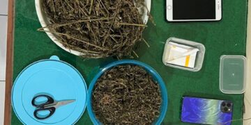 BARANG BUKTI : Ganja kering yang disita dari terduga pengedar berinisial DS alias Slamet diamankan di Kantor Satresnarkoba Polres Salatiga, Senin, 11 Mei 2026. Foto : Dok.Humas Polres Salatiga/Lingkar