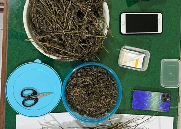 BARANG BUKTI : Ganja kering yang disita dari terduga pengedar berinisial DS alias Slamet diamankan di Kantor Satresnarkoba Polres Salatiga, Senin, 11 Mei 2026. Foto : Dok.Humas Polres Salatiga/Lingkar