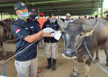 Petugas kesehatan hewan melakukan pemantaun dan memastikan hewan kurban dalam kondisi baik dan sehat.