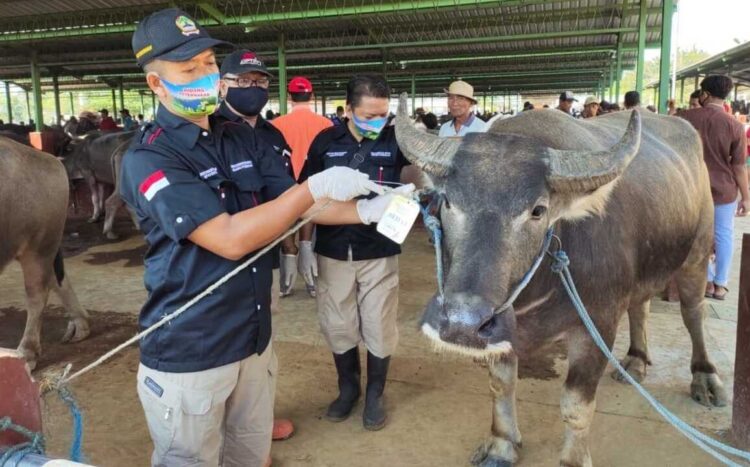 Petugas kesehatan hewan melakukan pemantaun dan memastikan hewan kurban dalam kondisi baik dan sehat.