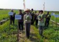 Panen Semangka di Desa Tanjungmojo, Bupati Kendal Dorong One Village One Product 26 Bupati Kendal, Dyah Kartika Permanasari saat menghadiri panen semangka di lahan yang dikelola BUMDesa Tanjungmojo, Kamis, 28 Mei 2026. (Anik Kustiani/Lingkarjateng.id)