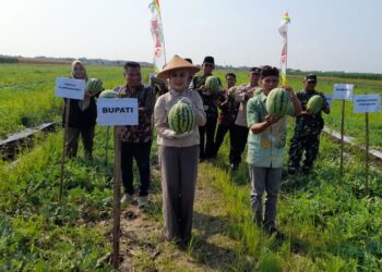 Bupati Kendal, Dyah Kartika Permanasari saat menghadiri panen semangka di lahan yang dikelola BUMDesa Tanjungmojo, Kamis, 28 Mei 2026. (Anik Kustiani/Lingkarjateng.id)