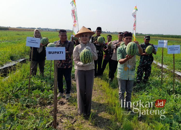 Panen Semangka di Desa Tanjungmojo, Bupati Kendal Dorong One Village One Product 25 Bupati Kendal, Dyah Kartika Permanasari saat menghadiri panen semangka di lahan yang dikelola BUMDesa Tanjungmojo, Kamis, 28 Mei 2026. (Anik Kustiani/Lingkarjateng.id)