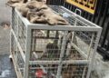 Monyet Liar Berkeliaran di Permukiman Kota Salatiga Bikin Resah Warga 34 Monyet yang meresahkan warga Sinoman, Kota Salatiga berhasil diamankan petugas Damkar dan BKSDA Jateng, Minggu, 17 Mei 2026. (Dok.Damkar Salatiga/Lingkarjateng.id)