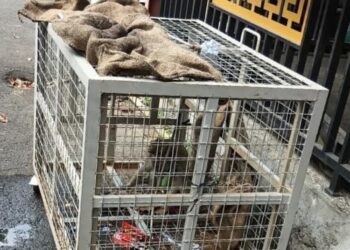 Monyet yang meresahkan warga Sinoman, Kota Salatiga berhasil diamankan petugas Damkar dan BKSDA Jateng, Minggu, 17 Mei 2026. (Dok.Damkar Salatiga/Lingkarjateng.id)