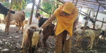 Petugas Disperta Batang memeriksa kesehatan hewan kurban di Jalan KH Achmad Dahlan, Kabupaten Batang, Senin, 25 Mei 2026. (Humas Pemkab Batang/Lingkarjateng.id)