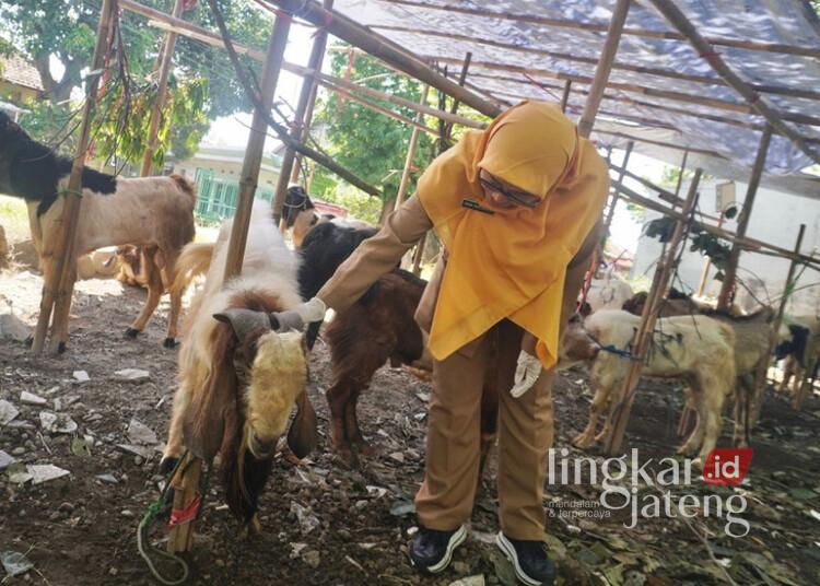 Jelang Idul Adha, Pemkab Batang Intensifkan Pemeriksaan Kesehatan Hewan Kurban 25 Petugas Disperta Batang memeriksa kesehatan hewan kurban di Jalan KH Achmad Dahlan, Kabupaten Batang, Senin, 25 Mei 2026. (Humas Pemkab Batang/Lingkarjateng.id)