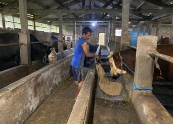 Peternakan sapi di Kecamatan Banyubiru, Kabupaten Semarang. (Humas Pemprov Jateng/Lingkarjateng.id)