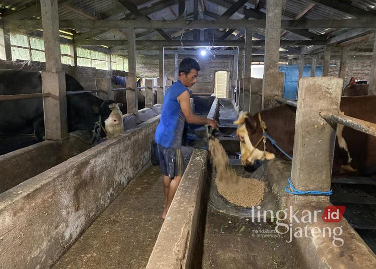 Peternak Sapi di Semarang Jadi Langganan Pejabat hingga Presiden saat Iduladha 25 Peternakan sapi di Kecamatan Banyubiru, Kabupaten Semarang. (Humas Pemprov Jateng/Lingkarjateng.id)