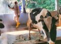 Petugas Dinas Pangan dan Pertanian Kota Salatiga menyemprotkan cairan disinfektan pada kandang sapi milik warga di Argomulyo, beberapa waktu lalu. (Dispangtan Salatiga/Lingkarjateng.id)
