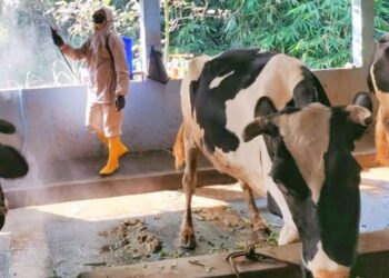 Petugas Dinas Pangan dan Pertanian Kota Salatiga menyemprotkan cairan disinfektan pada kandang sapi milik warga di Argomulyo, beberapa waktu lalu. (Dispangtan Salatiga/Lingkarjateng.id)