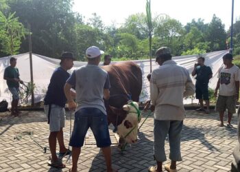 Ikuti Tradisi Lokal, Hewan Kurban Bantuan Presiden di Kudus Akan Diusulkan Diganti Kerbau