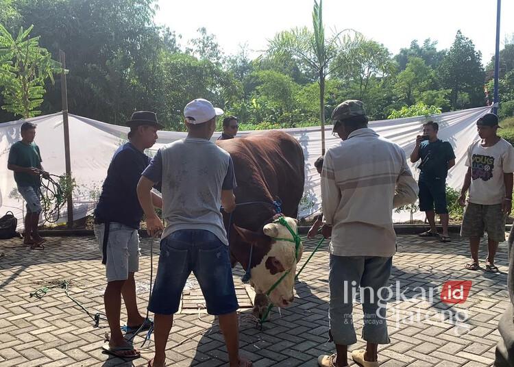 Ikuti Tradisi Lokal, Hewan Kurban Bantuan Presiden di Kudus Akan Diusulkan Diganti Kerbau 25 Sapi kurban bantuan Presiden Prabowo Subianto hendak disembelih di Masjid Al-Fajr, Desa Karangampel, Kecamatan Kaliwungu, Kabupaten Kudus, Rabu, 27 Mei 2026. (Ahmad Abror/Lingkarjateng.id)