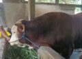 Sapi kurban milik Presiden RI Praboso Subianto untuk Kabupaten Kudus. (Ahmad Abror/Lingkarjateng.id)