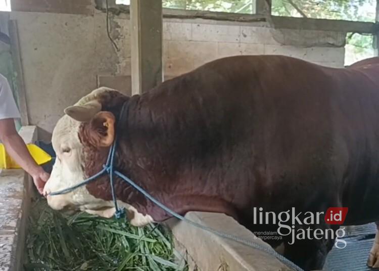 Kurban di Kudus, Sapi Presiden Prabowo Akan Disembelih di Kaliwungu 25 Sapi kurban milik Presiden RI Praboso Subianto untuk Kabupaten Kudus. (Ahmad Abror/Lingkarjateng.id)