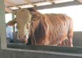 Sapi kurban Presiden RI Prabowo Subianto yang dibeli dari warga Desa Banjaran, Kecamatan Bangsri, Kabupaten Jepara, Rabu, 13 Mei 2026. (Tomi Budianto/Lingkarjateng.id)