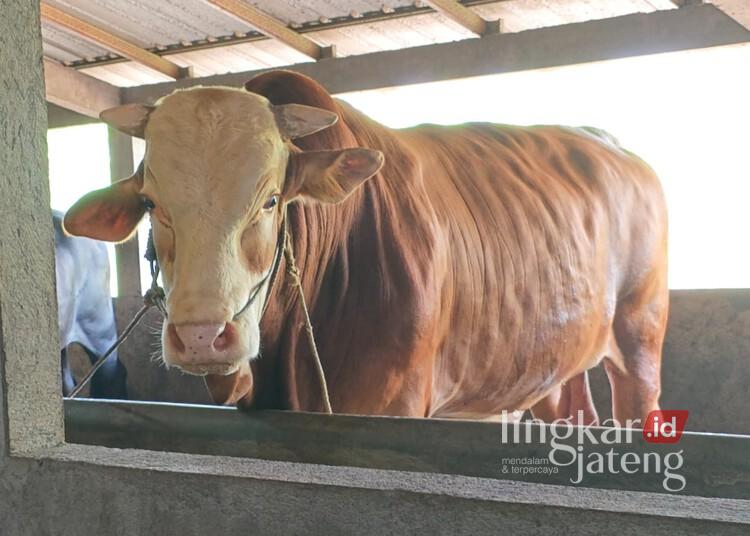 Sapi Warga Bangsri Jepara Dibeli Presiden Prabowo Rp115 Juta untuk Kurban 25 Sapi kurban Presiden RI Prabowo Subianto yang dibeli dari warga Desa Banjaran, Kecamatan Bangsri, Kabupaten Jepara, Rabu, 13 Mei 2026. (Tomi Budianto/Lingkarjateng.id)