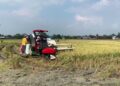 Petani memanen padi di lahan persawahan di Kabupaten Demak. (M. Burhanuddin Aslam/Lingkarjateng.id)