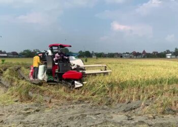 2.000 Hektare Lahan Sawah di Demak Hilang, Ini Penyebabnya